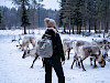 Rendieren in de sneeuw in Lapland (Finland)