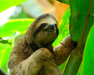 Luiaard Puerto Viejo Costa Rica