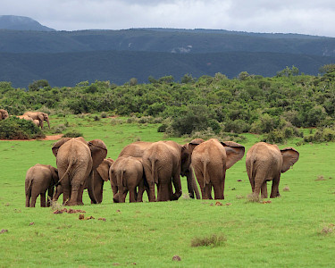 Olifanten in Addo Elephant National Park in Zuid-Afrika