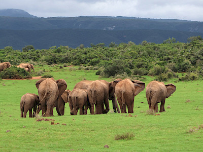 Olifanten in Addo Elephant National Park in Zuid-Afrika