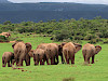 Olifanten in Addo Elephant National Park in Zuid-Afrika