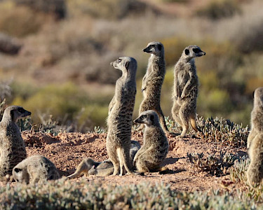 Oudshoorn stokstaartjes familie