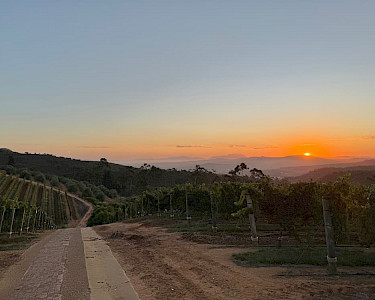 Stellenbosch wijngaard tijdens zonsondergang