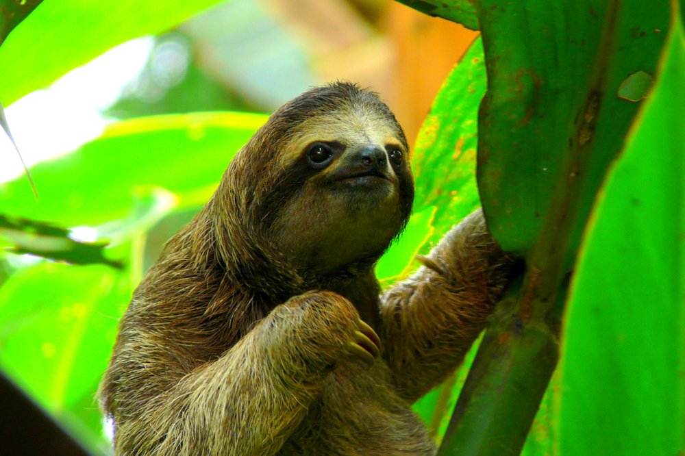 Luiaard in Costa Rica